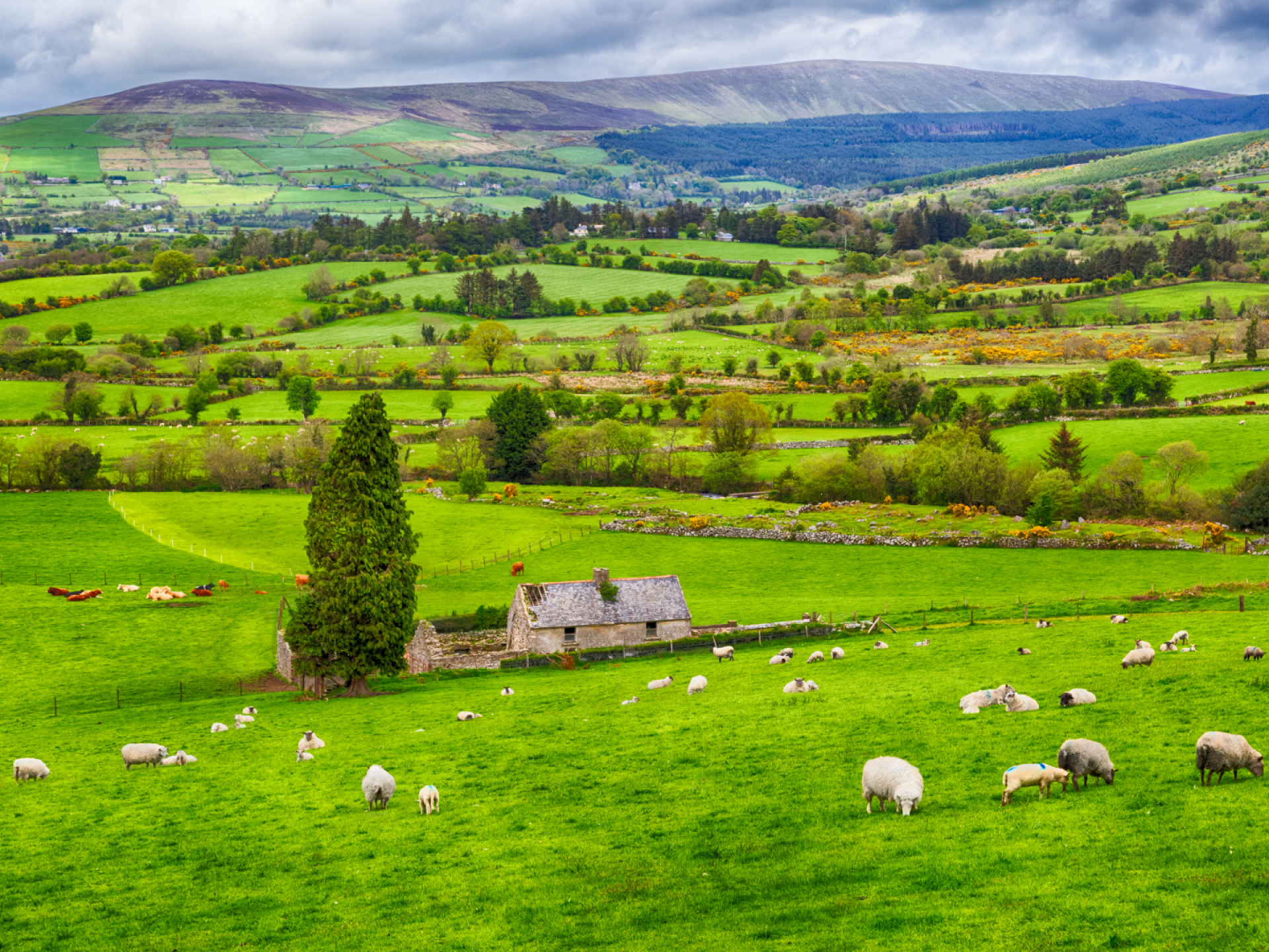 Immersió en anglès a Irlanda (Total Immersion)