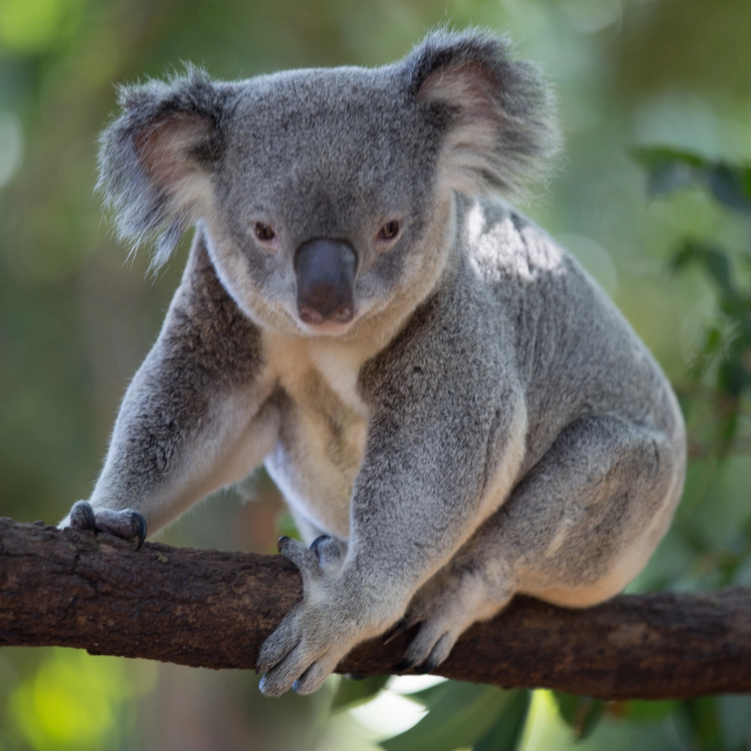 gap-year-gold-coast-estudiar-ingles-en-el-extranjero-adultos-british-summer-cu2.webp